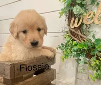 Flossie, a female Golden Retriever for sale in Downing, MO – Photo 1 of 2