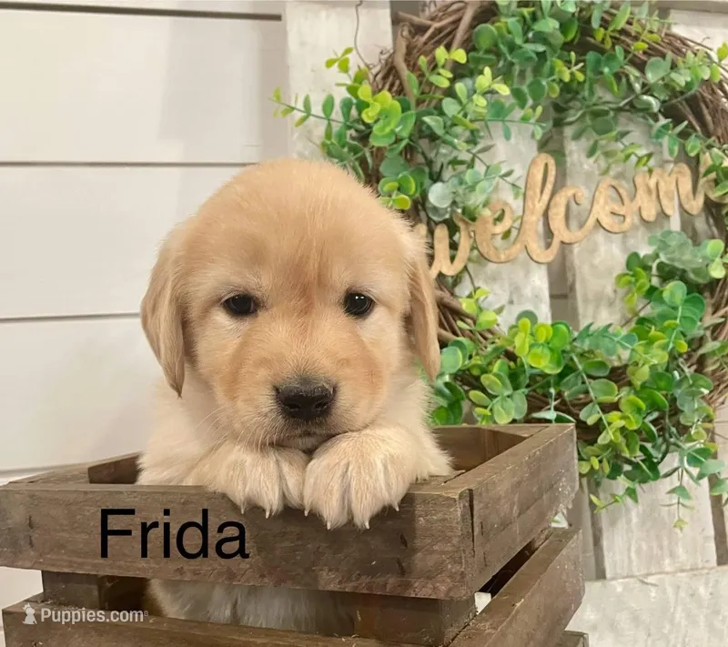 Frida, a female Golden Retriever for sale in Downing, MO – Photo 1 of 2