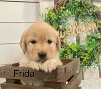 Frida, a female Golden Retriever for sale in Downing, MO – Photo 1 of 2