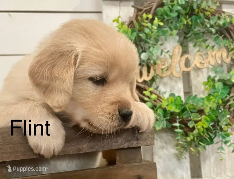 Flint, a male Golden Retriever for sale in Downing, MO – Photo 1 of 2