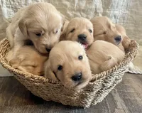 Faith, a female Golden Retriever for sale in Downing, MO – Photo 2 of 2