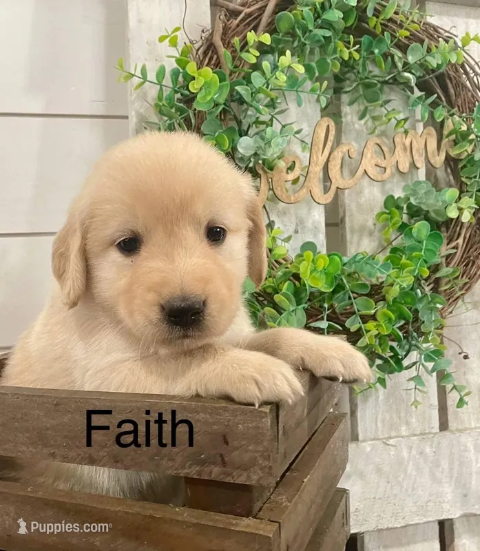 Faith, a female Golden Retriever for sale in Downing, MO – Photo 1 of 2