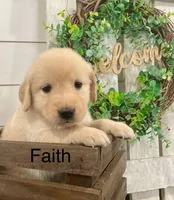 Faith, a female Golden Retriever for sale in Downing, MO – Photo 1 of 2