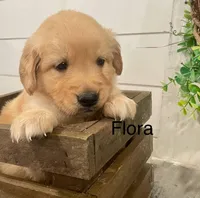 Flora, a female Golden Retriever for sale in Downing, MO – Photo 1 of 2