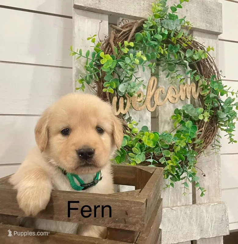 Fern, a female Golden Retriever for sale in Downing, MO – Photo 1 of 2