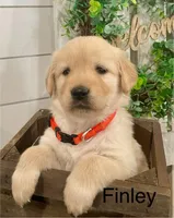 Finley, a female Golden Retriever for sale in Downing, MO – Photo 1 of 2