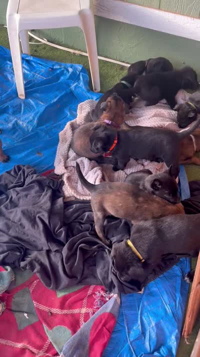 Red collar, a male Belgian Malinois for sale in Lake Isabella, CA – 4 of 10