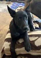 Deep blue collar (Athena), a female Belgian Malinois for sale in Lake Isabella, CA – 7 of 10