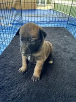 Black collar, a male Belgian Malinois for sale in Lake Isabella, CA – 1 of 1