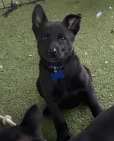 Deep blue collar, a female Belgian Malinois for sale in Lake Isabella, CA – 5 of 10