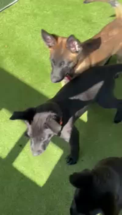 Orange collar, a female Belgian Malinois for sale in Lake Isabella, CA – 4 of 7