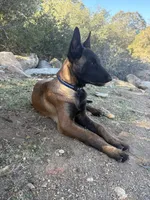 Orange collar, a female Belgian Malinois for sale in Lake Isabella, CA – 7 of 7