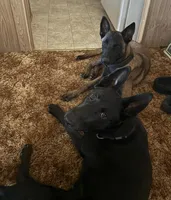 Purple collar, a male Belgian Malinois for sale in Lake Isabella, CA – 4 of 8
