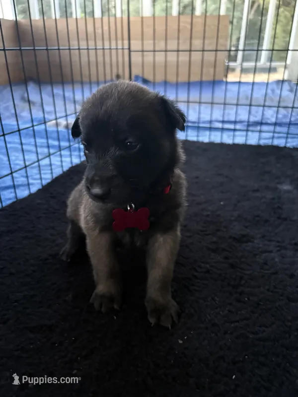 Red collar – Belgian Malinois puppy for sale in Lake Isabella, CA