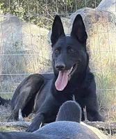 Yellow collar (USO), a male Belgian Malinois for sale in Lake Isabella, CA – 10 of 10