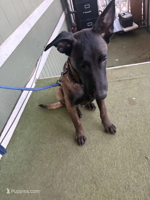 Jericho – Belgian Malinois puppy for sale in Lake Isabella, CA