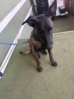 Jericho, a male Belgian Malinois for sale in Lake Isabella, CA – 1 of 2