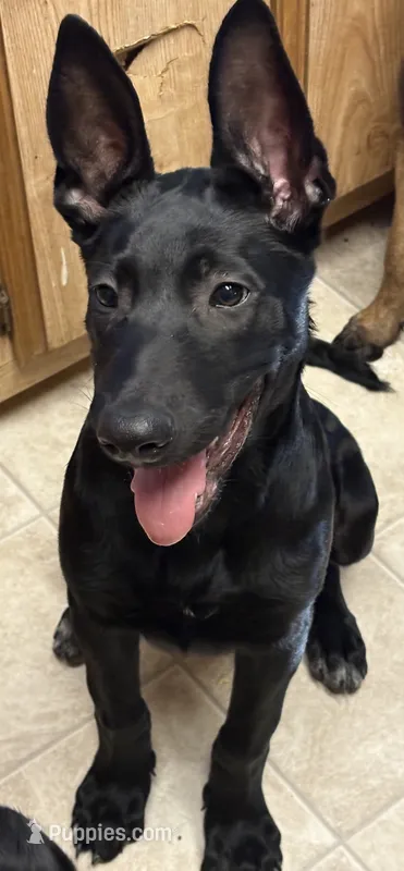 Yellow collar (USO) – Belgian Malinois puppy for sale in Lake Isabella, CA
