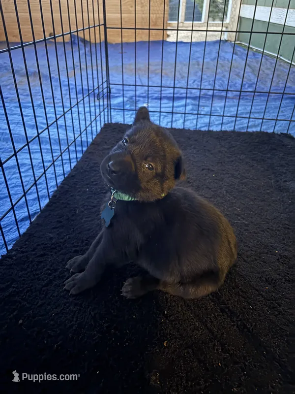 Deep green collar – Belgian Malinois puppy for sale in Lake Isabella, CA