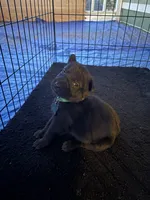 Deep green collar, a female Belgian Malinois for sale in Lake Isabella, CA – 1 of 1