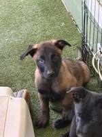 Purple collar, a male Belgian Malinois for sale in Lake Isabella, CA – 7 of 8