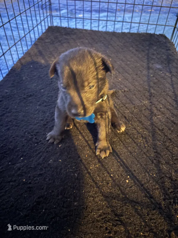 Light blue collar – Belgian Malinois puppy for sale in Lake Isabella, CA