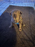 Light blue collar, a male Belgian Malinois for sale in Lake Isabella, CA – 1 of 1