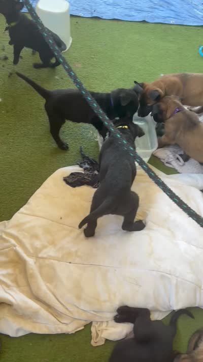 Deep blue collar, a female Belgian Malinois for sale in Lake Isabella, CA – 4 of 10