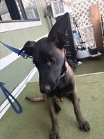 Jericho, a male Belgian Malinois for sale in Lake Isabella, CA – 2 of 2