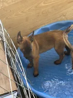 Red collar, a male Belgian Malinois for sale in Lake Isabella, CA – 10 of 10