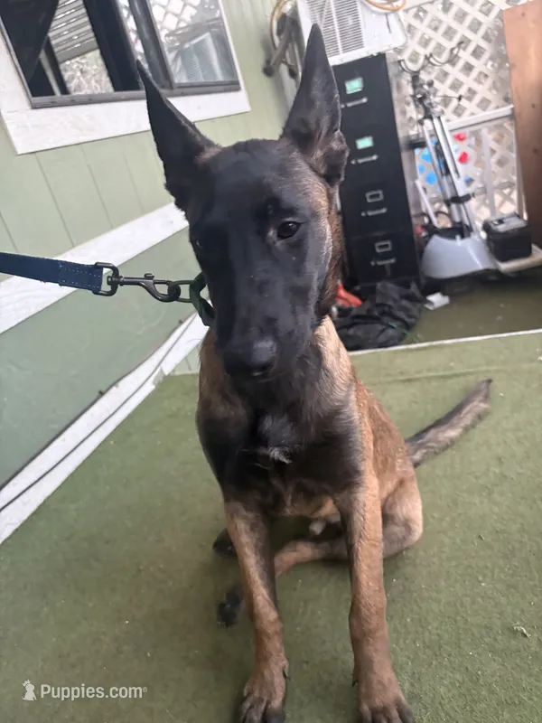 Jack – Belgian Malinois puppy for sale in Lake Isabella, CA