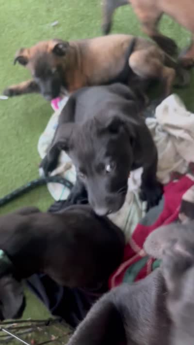 Yellow collar (USO), a male Belgian Malinois for sale in Lake Isabella, CA – 2 of 10