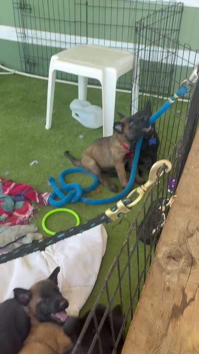 Deep blue collar, a female Belgian Malinois for sale in Lake Isabella, CA – 8 of 10