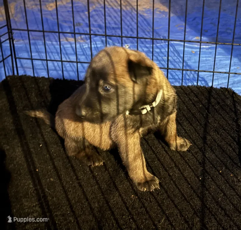 Grey collar – Belgian Malinois puppy for sale in Lake Isabella, CA