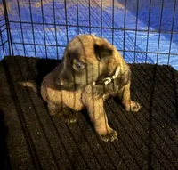 Grey collar, a male Belgian Malinois for sale in Lake Isabella, CA – 1 of 1