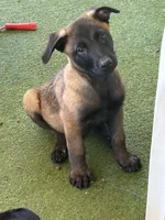 Purple collar, a male Belgian Malinois for sale in Lake Isabella, CA – 8 of 8