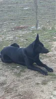 Orange collar, a female Belgian Malinois for sale in Lake Isabella, CA – 3 of 7