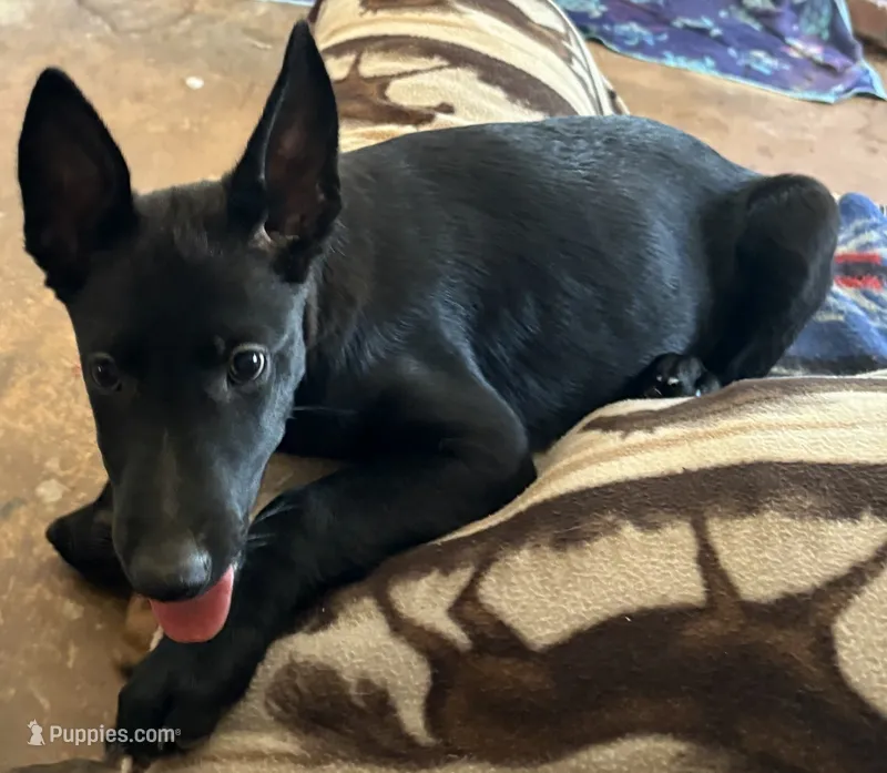 Deep blue collar (Athena) – Belgian Malinois puppy for sale in Lake Isabella, CA