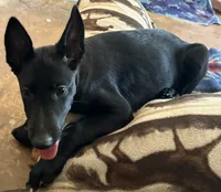 Deep blue collar (Athena), a female Belgian Malinois for sale in Lake Isabella, CA – 1 of 10