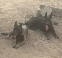 Red collar, a male Belgian Malinois for sale in Lake Isabella, CA – 8 of 10