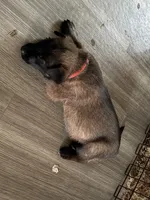 Red collar, a male Belgian Malinois for sale in Lake Isabella, CA – 2 of 10