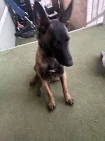 Jack, a male Belgian Malinois for sale in Lake Isabella, CA – 2 of 3