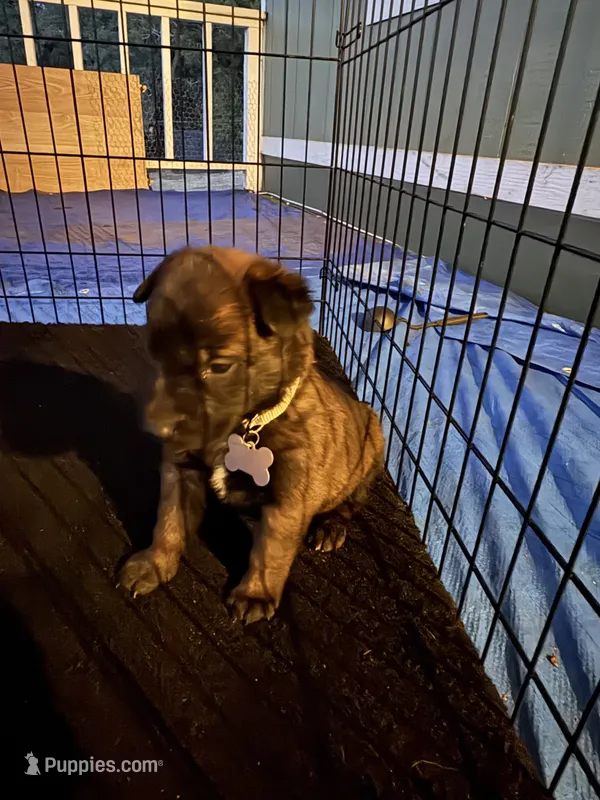 Beige collar – Belgian Malinois puppy for sale in Lake Isabella, CA
