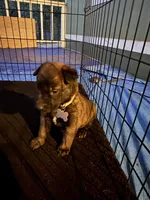 Beige collar, a male Belgian Malinois for sale in Lake Isabella, CA – 1 of 1