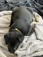 Yellow collar, a male Belgian Malinois for sale in Lake Isabella, CA – 2 of 2