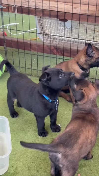 Deep blue collar, a female Belgian Malinois for sale in Lake Isabella, CA – 6 of 10