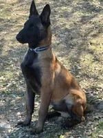 Yellow collar (USO), a male Belgian Malinois for sale in Lake Isabella, CA – 9 of 10