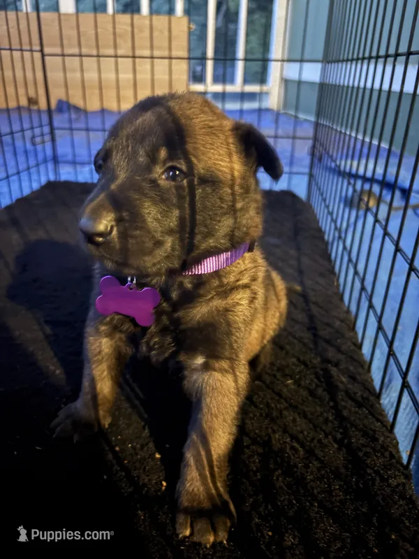 Purple collar – Belgian Malinois puppy for sale in Lake Isabella, CA