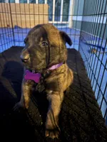Purple collar, a male Belgian Malinois for sale in Lake Isabella, CA – 1 of 1