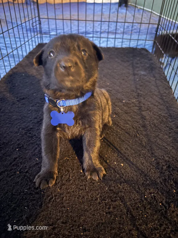 Deep blue collar – Belgian Malinois puppy for sale in Lake Isabella, CA